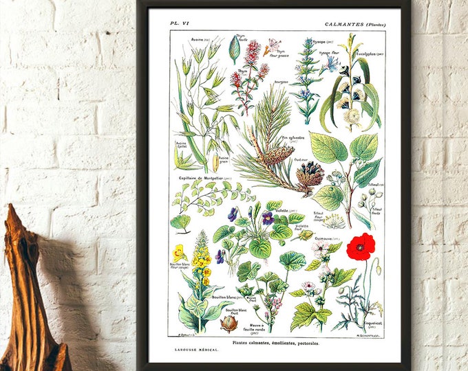 Premium Quality Poster: Vintage Botanical Print Calming Plants Science 1912 Botanical Poster Kitchen Decor Botanical Decor  Birthday