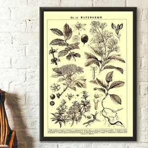 Vintage Flower Print in Russian - Brockhaus and Efron Poster Home Decor Botanical Print Romantic Floral Illustration Science Birthday Gift