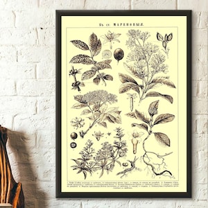 Póster vintage con estampado botánico, ilustración floral romántica de Brockhaus Efron, perfecto para cumpleaños de amantes de la ciencia.