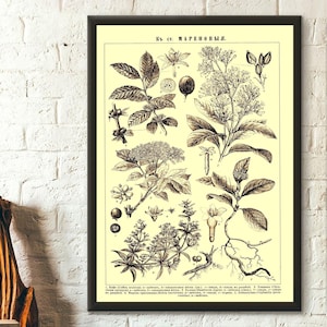 Vintage Flower Print in Russian - Brockhaus and Efron Poster Home Decor Botanical Print Romantic Floral Illustration Science Birthday Gift