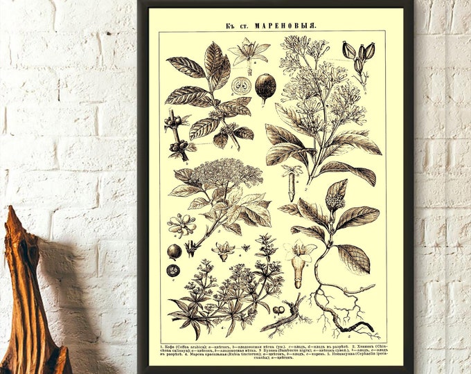 Vintage Botanical Print Poster  Romantic Floral Illustration from Brockhaus  Efron Perfect for Science Lovers  Birthdays