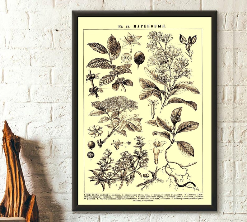 Vintage Flower Print in Russian - Brockhaus and Efron Poster Home Decor Botanical Print Romantic Floral Illustration Science Birthday Gift