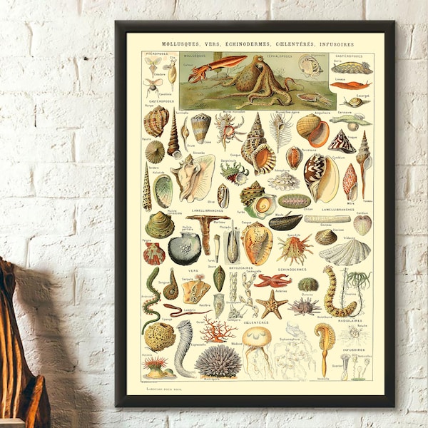 Impression scientifique de mollusques vintage - Poster Adolphe Millot Poster de mollusques Poster Larousse Illustrations Impressions de mollusques vintage Idée cadeau Art mural