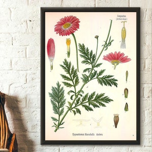 Vintage botanische Aster-Plakat-Kunst-erstklassige Blumengarten-Dekor-elegante Blumen-Illustration