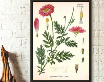 Vintage botanischer Druck - Aster botanisches Plakat-Garten-Dekor Blumenillustrations-Blumen-Plakat Kohler-Plakat-Blumengeschenk