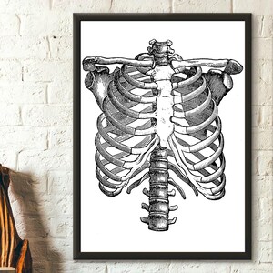 Vintage Anatomical Print Rib Cage - Medical Decor Anatomy Poster Medical Wall Art Birthday Gift Idea Medical Wall Art Medical Gift Wall Art