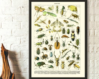 Insects Vintage Science Print 1909 - Adolphe Millot Poster Insect Poster Home Decor Larousse Illustrations Gift Idea - Living Room Prints