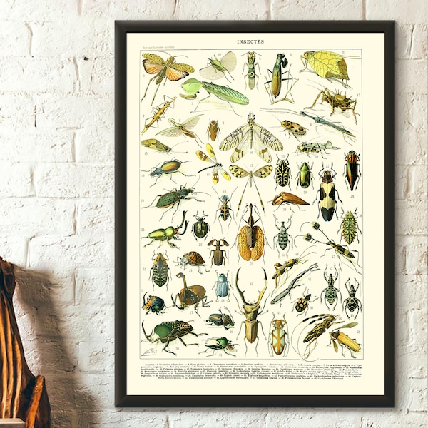 Insecten Vintage Science Print 1909 - Adolphe Millot Poster Insect Poster Home Decor Larousse Illustraties Cadeau Idee - Woonkamer prints