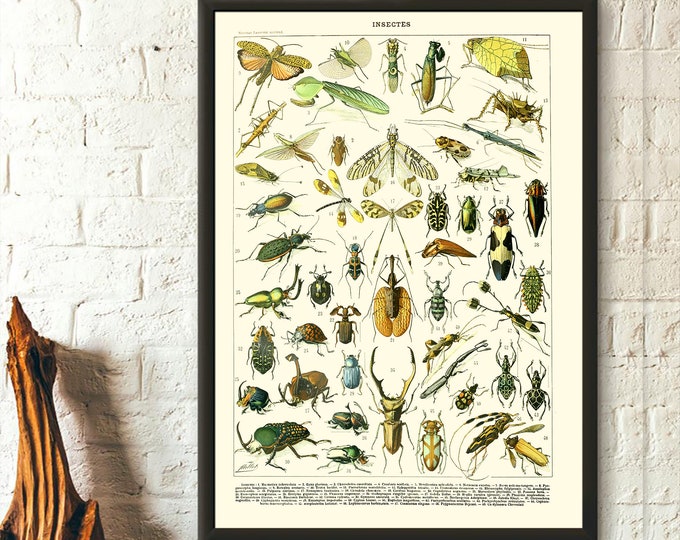 Premium Quality Poster: Insects Vintage Science Print 1909 Adolphe Millot Poster Insect Poster Larousse Illustrations