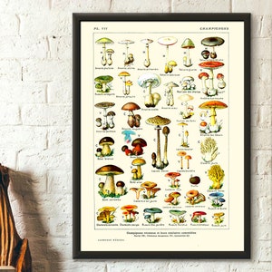 Vintage Botanical Print Mushrooms Science 1912 - Kitchen Decor Botanical Art Larousse Prints Mushroom Poster Millot Poster Gift Idea