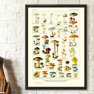 Vintage Botanical Print Mushrooms Science 1912 Kitchen Decor Botanical Art Larousse Prints Mushroom Poster Millot Poster