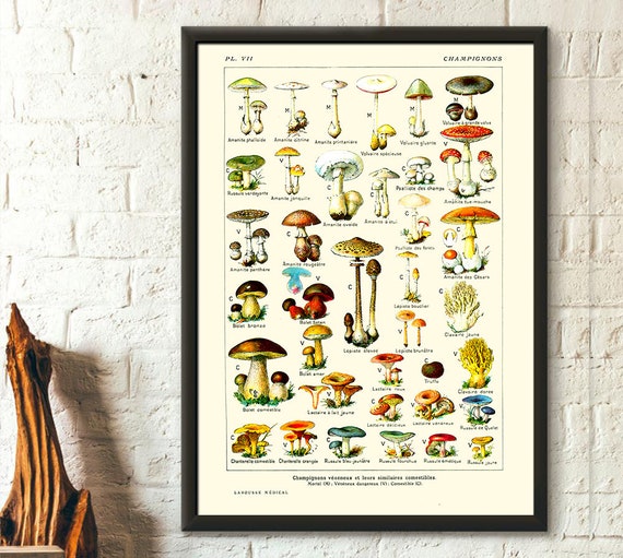 Vintage Botanical Print Mushrooms Science 1912 Kitchen Decor Etsy