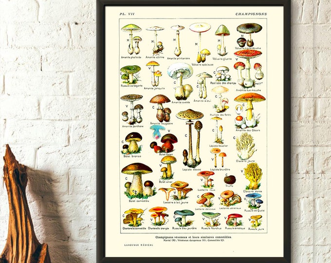 Vintage Botanical Print Mushrooms Science 1912 Kitchen Decor Botanical Art Larousse Prints Mushroom Poster Millot Poster