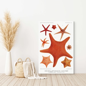Vintage Seestern Druck Oktopus Marine Poster Minimalistisches Dekor Geschenk