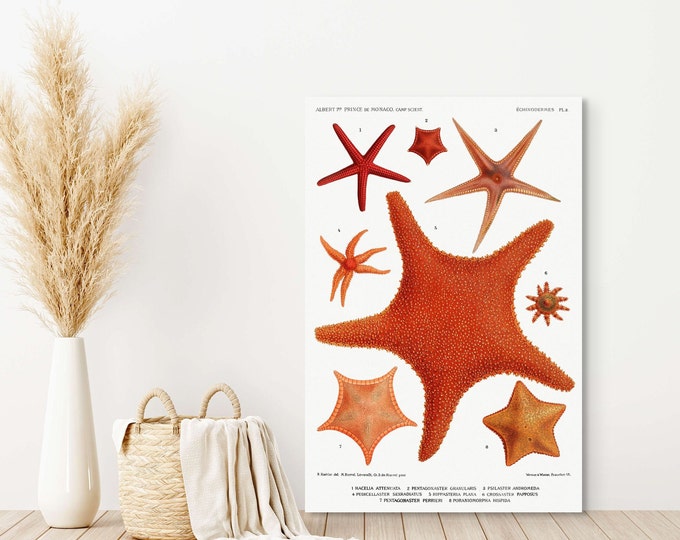19th Century Vintage Starfish Print  Octopus Marine Poster  Minimalist Sea Life Decor Gift