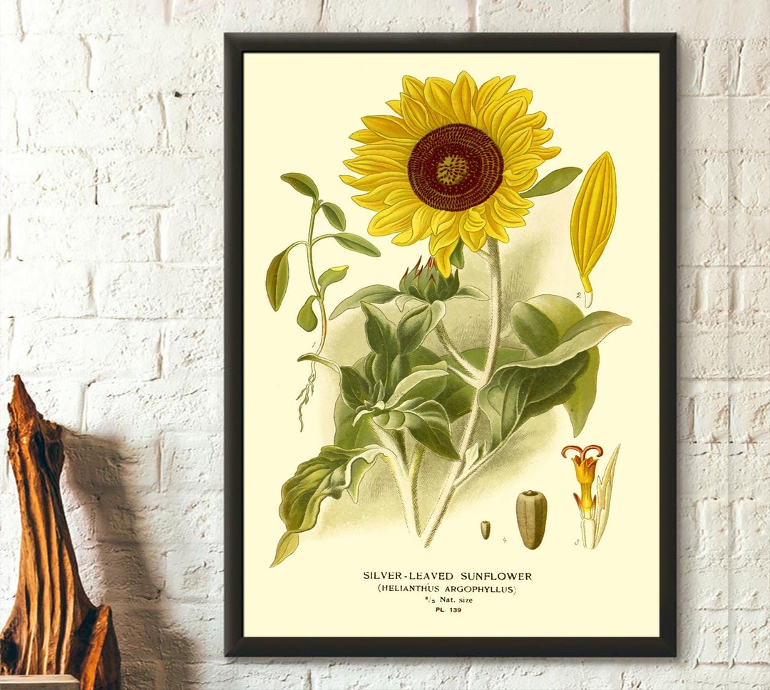 Vintage Sunflower Print 1897 Vintage Botanical Print Floral