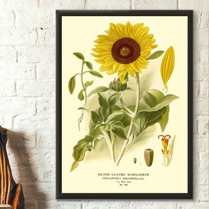 Vintage Sonnenblume Botanischer Druck 1897 Blumenwand-Kunst-Dekor