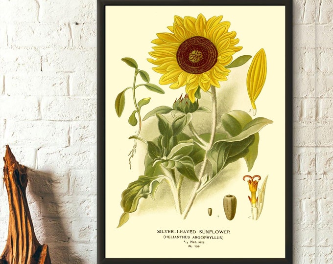 Vintage Sunflower Botanical Print  1897 Floral Wall Art Decor