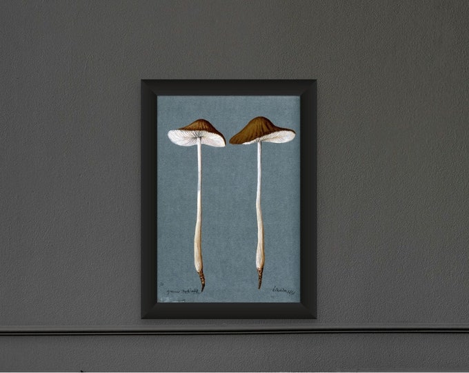 Wall Art Vintage Mushroom Print 1896 -  Mushroom Poster Botanical Print Mushroom Print  Botanical Wall Art Vintage Mushroom Decor new