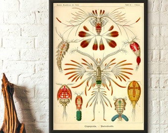 Vintage Ocean Art Nautical Print Marine Art Housewarming Gift Idea Dictionary Brockhaus Siphonophora