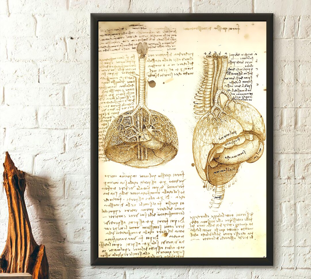 Da Vinci Anatomy Print: Vintage Anatomical Wall Art - Etsy