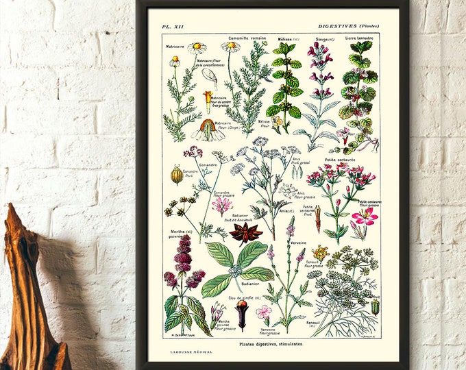 Vintage Botanical Print Digestive Plants Wall Art Poster for Kitchen Decor
