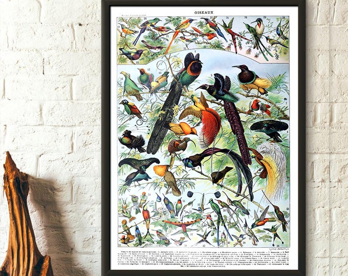 Vintage Bird Poster by Adolphe Millot  1909 Botanical Print  Premium Quality Wall Art