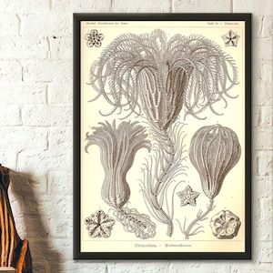 Impresión vintage de animales marinos de 1904 - Arte mural de Ernst Haeckel. Arte vintage de crinoideos oceánicos. Póster de Haeckel. Póster de vida marina. Idea de regalo de cumpleaños.