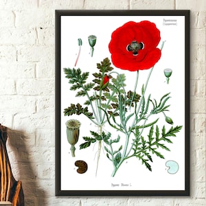 Poster botanico da parete con papaveri rossi vintage per la decorazione del giardino