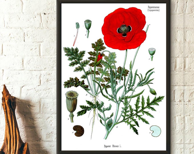 Vintage Red Poppy Botanical Poster Garden Decor Flower Poster Floral Wall Art Köhler's Housewarming Gift Art Reproduction Wall Art