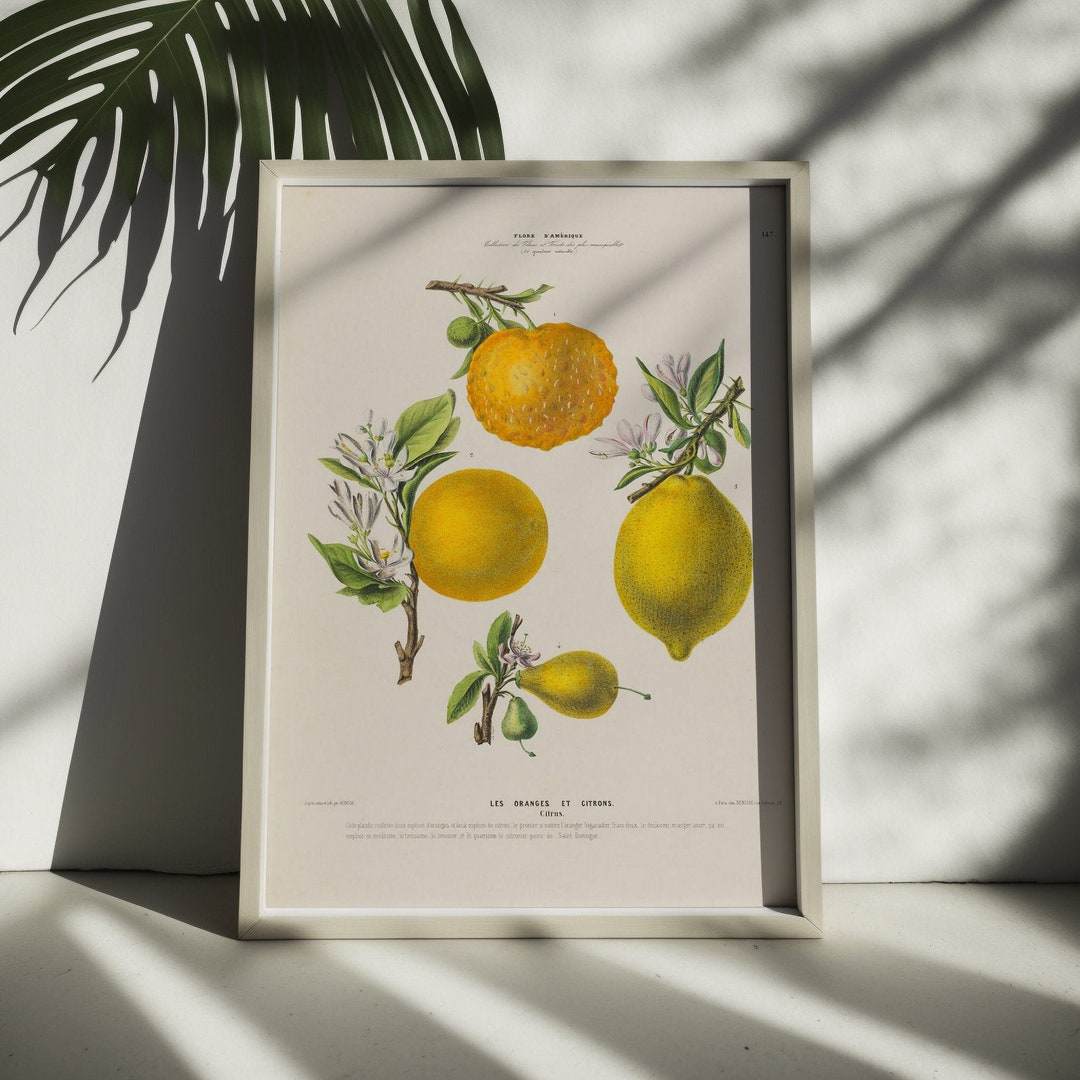 Vintage Citrus Print Botanical Orange Print Botanical Poster Etsy