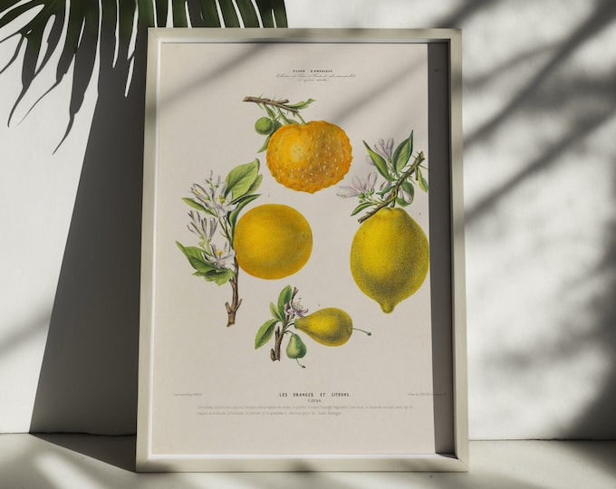 Premium Quality Poster: Wall Art Vintage Citrus Print Botanical Orange Print Botanical Poster Garden Decor Poster Vintage Lemon Print