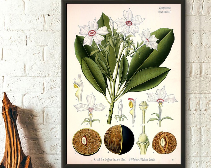 Cerbera Botanical Print Poster  Vintage Wall Art  Unique Gift Idea