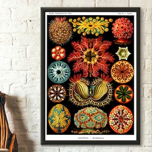 Vintage Seetier Poster 1904 Haeckel Wall Art Nautisches Dekor Ocean Life Print