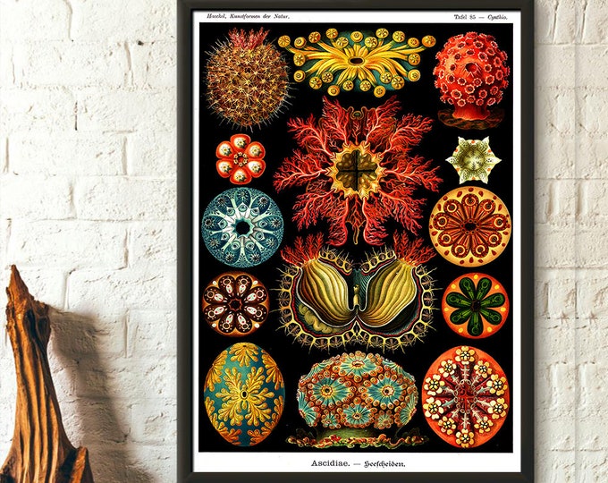 Vintage Sea Animal Poster 1904 Haeckel Wall Art Nautical Decor  Ocean Life Print