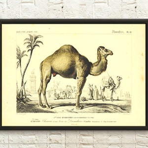 Póster de animales del desierto, arte mural de viaje, impresión educativa para habitaciones infantiles, idea de regalo de cumpleaños