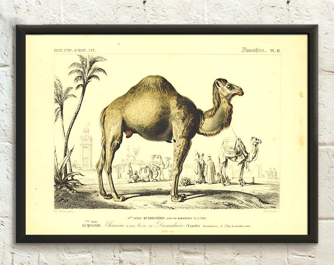 Vintage Camel Print - Camel Poster Animal Illustrations Birthday Gift Idea Educational Print Animal Poster - Living Room Prints Wall Art