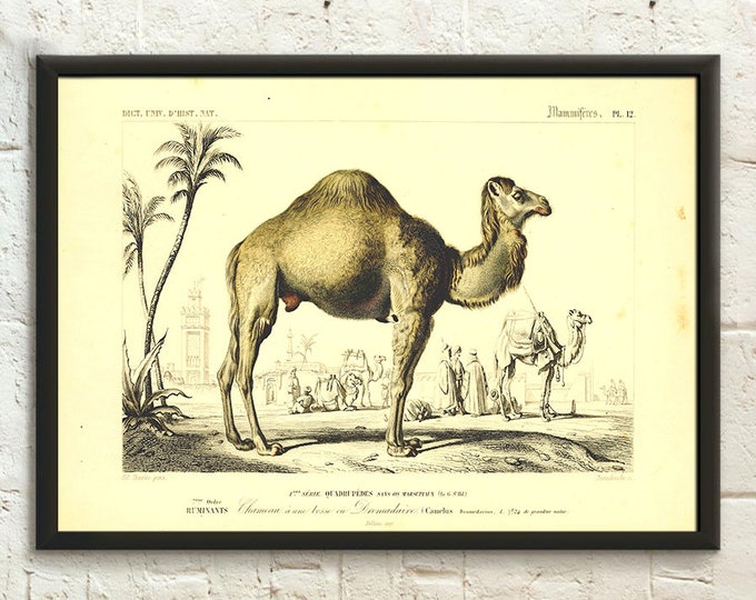 Vintage Camel Print - Camel Poster Animal Illustrations Birthday Gift Idea Educational Print Animal Poster - Living Room Prints Wall Art