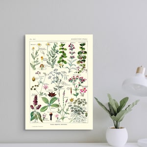 Póster de calidad superior: Impresión botánica Plantas digestivas Ciencia 1912