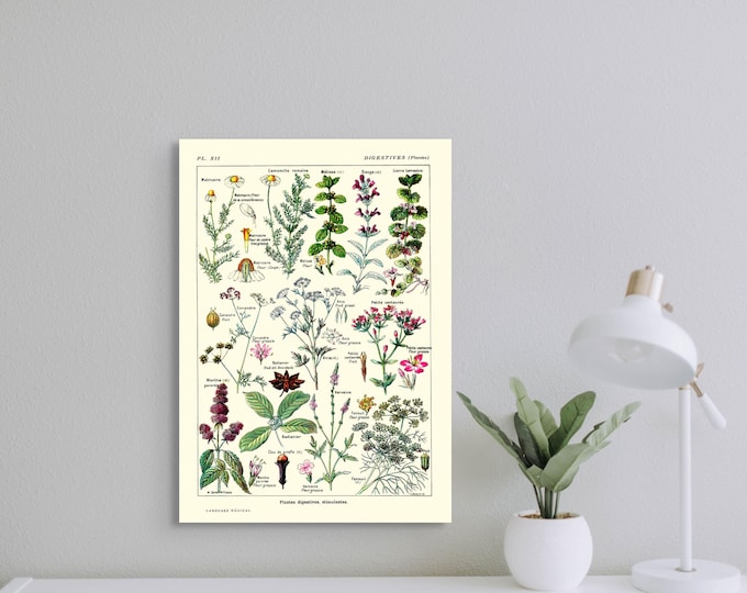 Premium Quality Poster: Botanical Print Digestive Plants Science 1912