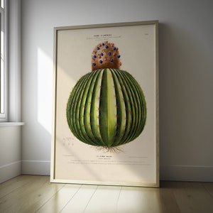 Vintage Cactus Print - Kitchen Decor Botanical Wall Art - Medical Poster - Housewarming Gift - Birthday Idea tx