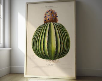 Vintage Cactus Print - Kitchen Decor Botanical Wall Art - Medical Poster - Housewarming Gift - Birthday Idea tx