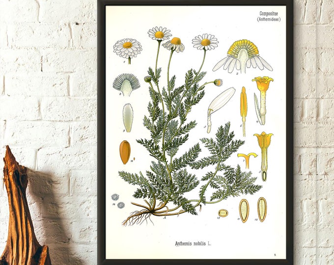 Vintage Botanical Print Camomile Botanical Poster Garden Decor Floral Illustration Flower Poster Floral Wall Art Housewarming