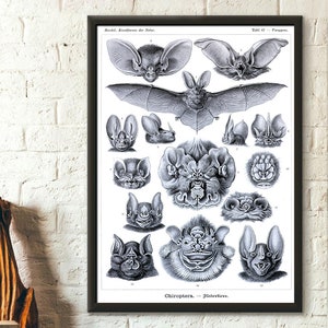 Póster de calidad superior: Impresión de arte de pared de murciélagos vintage de 1904 Póster de murciélago vintage Reproducción de arte de póster de Haeckel Arte de pared