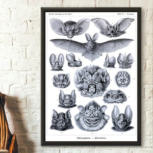 Vintage Bats Print 1904 - Vintage Bat Poster Haeckel Poster Gift Idea - Living Room Prints Art Reproduction Wall Art