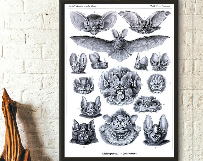 Premium Quality Poster: Wall Art Vintage Bats Print 1904 Vintage Bat Poster Haeckel Poster Art Reproduction Wall Art