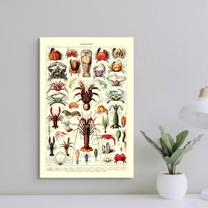 Vintage Science Print 1909 Adolphe Millot Cartel Crustáceo Cartel Larousse Ilustraciones Animales Marinos Cartel Mar Cartel nuevo