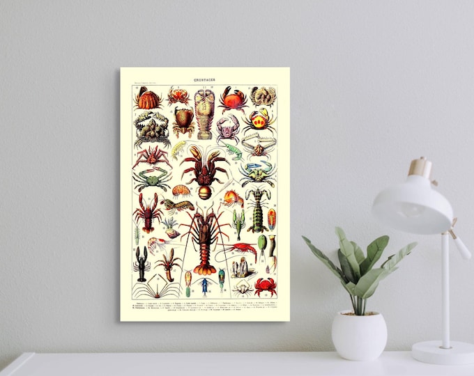 Vintage Science Print 1909 Adolphe Millot Poster Crustacean Poster Larousse Illustrations Sea Animals Poster Sea Poster new