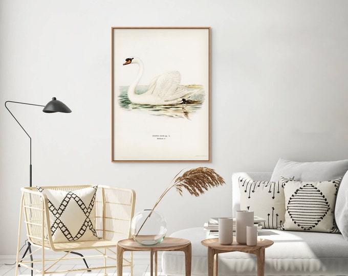 Vintage Swan Print 1838: Botanical Bird Illustration