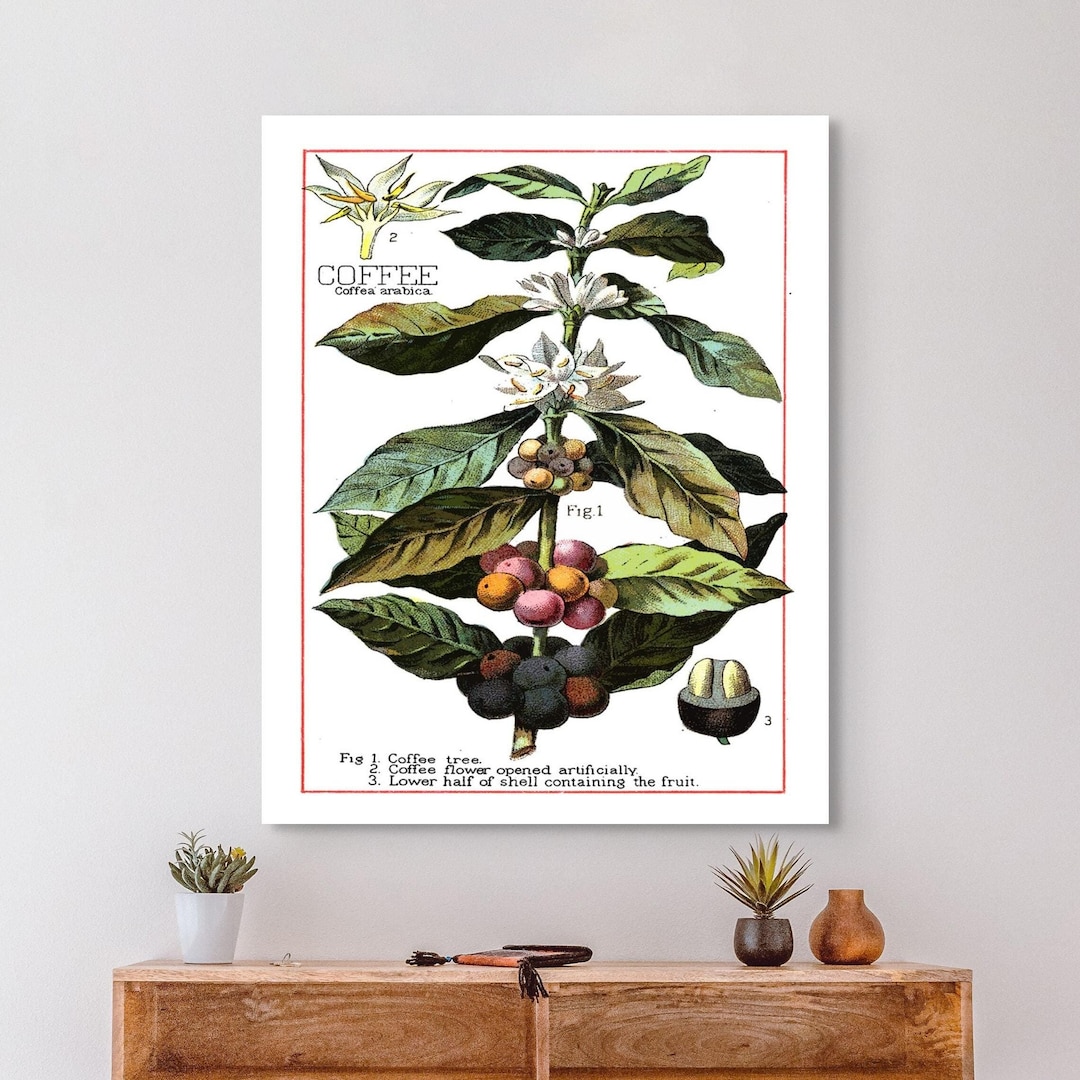 アンティーク　ポスター　Tea Coffee Antique Stanes Pure Indian French Coffee Advertising Paper